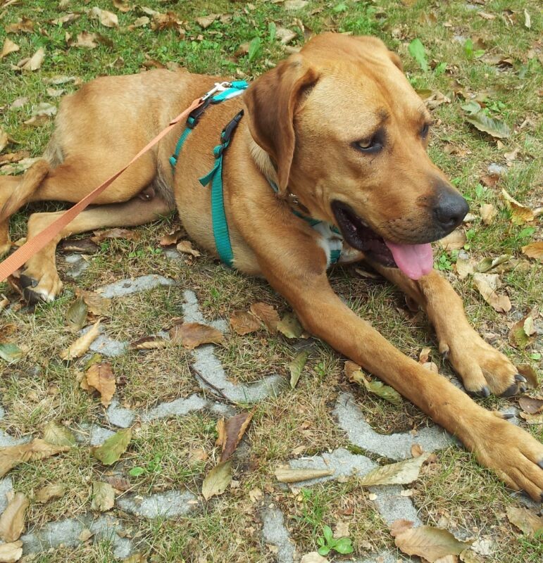 Dogsharing Bonn Costa Hund ausleihen HUNDELIEB