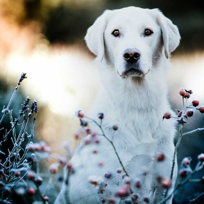 Dogsharing Fernwald Marley Hund ausleihen HUNDELIEB