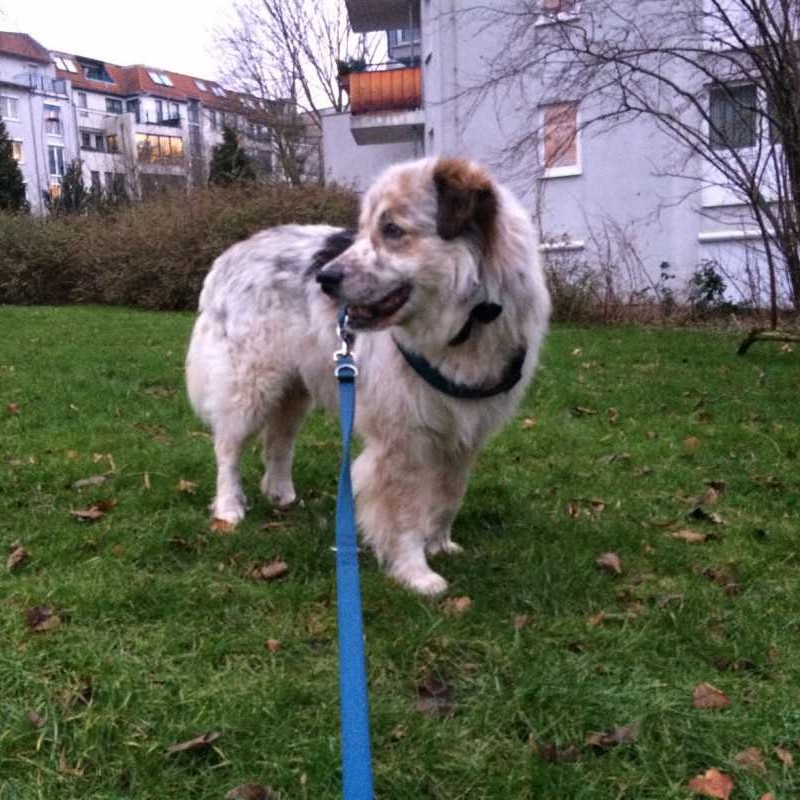 Dogsharing Berlin Tabor Hund ausleihen HUNDELIEB