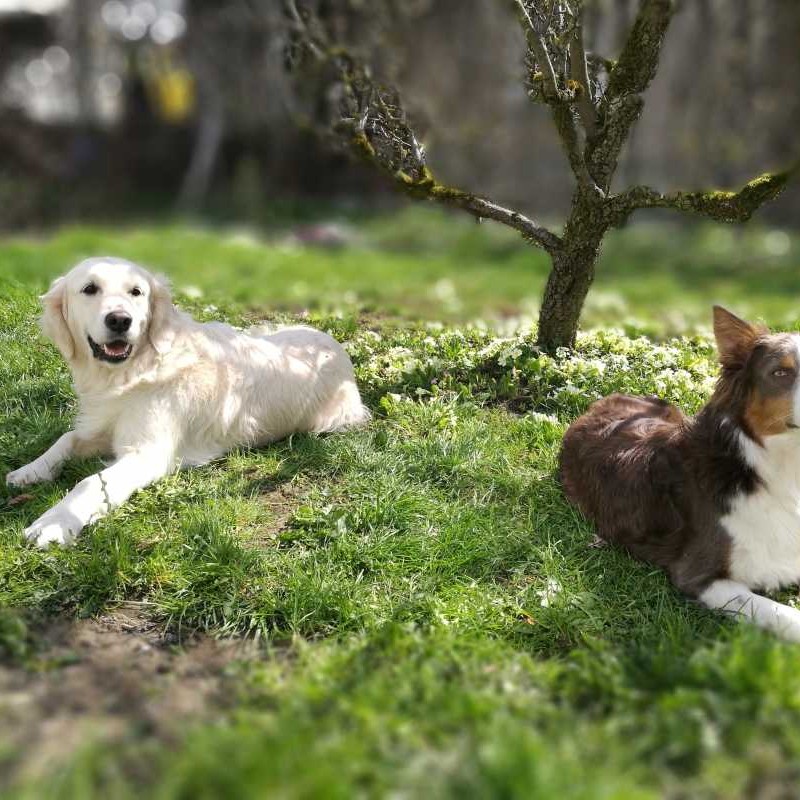 Dogsharing Stachen Lola und C Hund ausleihen HUNDELIEB