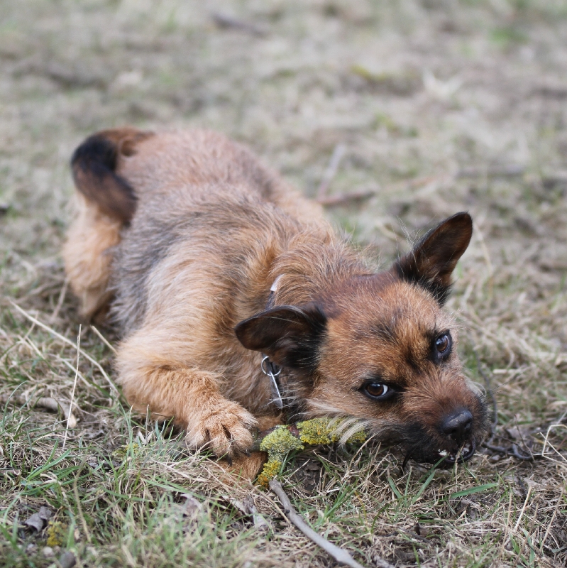 Dogsharing Braunschweig Yodi Hund ausleihen HUNDELIEB