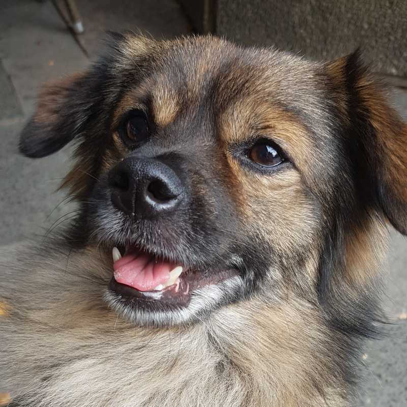 Dogsharing Berlin Filou Hund ausleihen HUNDELIEB