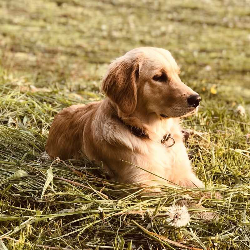 Dogsharing Hünstetten Holly Hund ausleihen HUNDELIEB