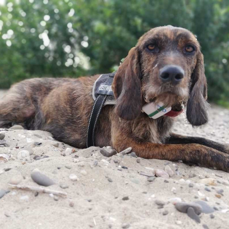 Dogsharing Düsseldorf Ruby Hund ausleihen HUNDELIEB