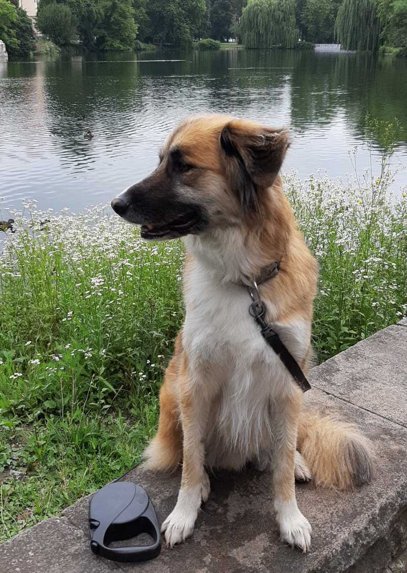 Dogsharing Tübingen Mino Hund ausleihen HUNDELIEB