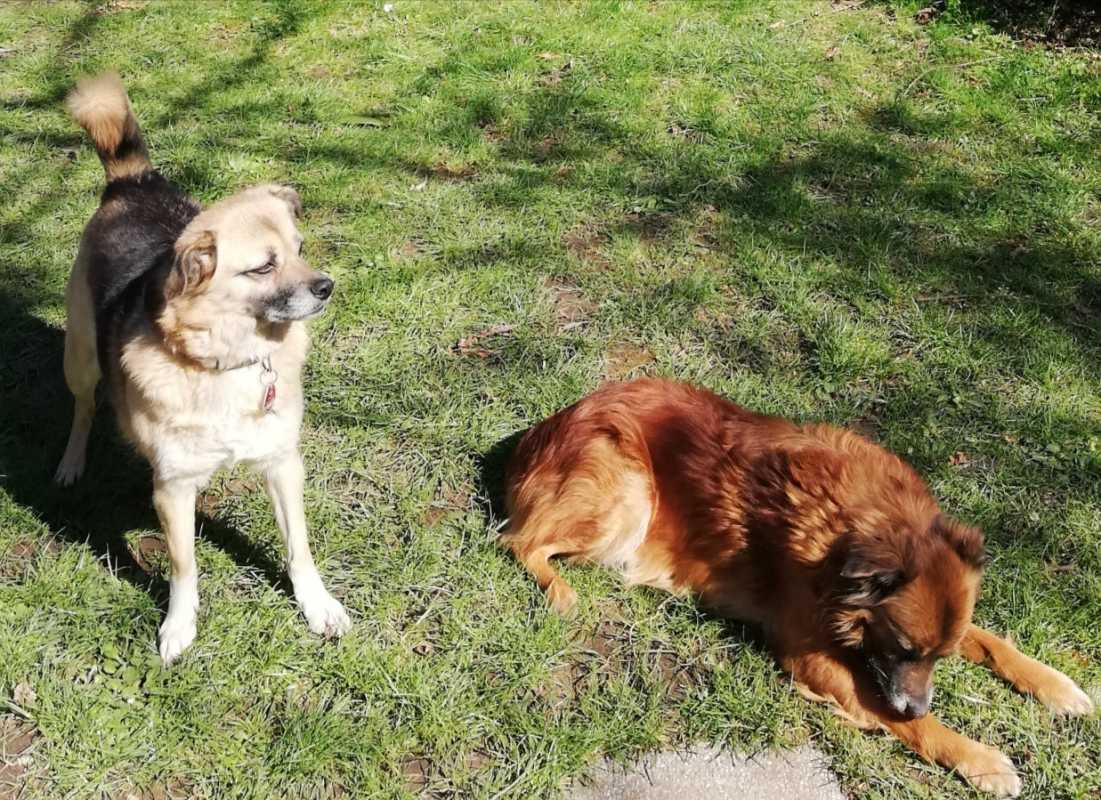 Dogsharing RheinlandPfalz Koblenz Sookie Hund ausleihen