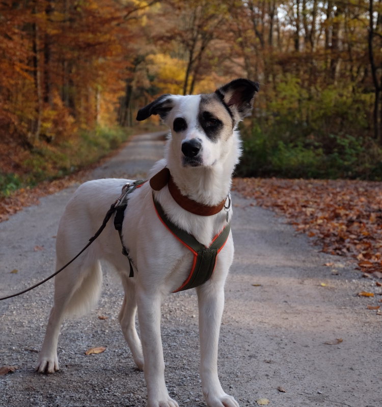 Dogsharing Wiesbaden Kowi Hund ausleihen HUNDELIEB