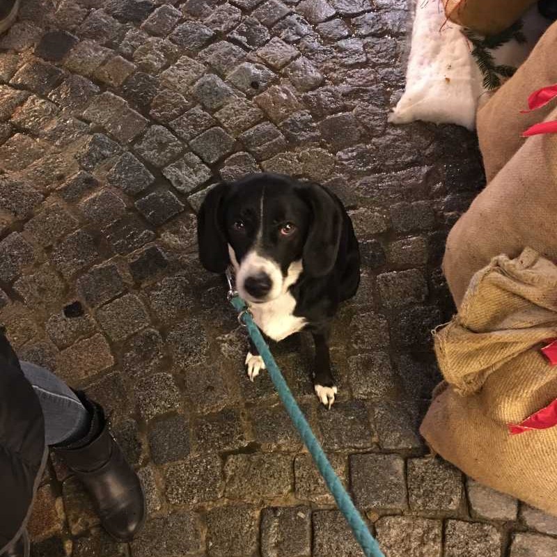 Dogsharing Müllendorf Ruby Hund ausleihen HUNDELIEB
