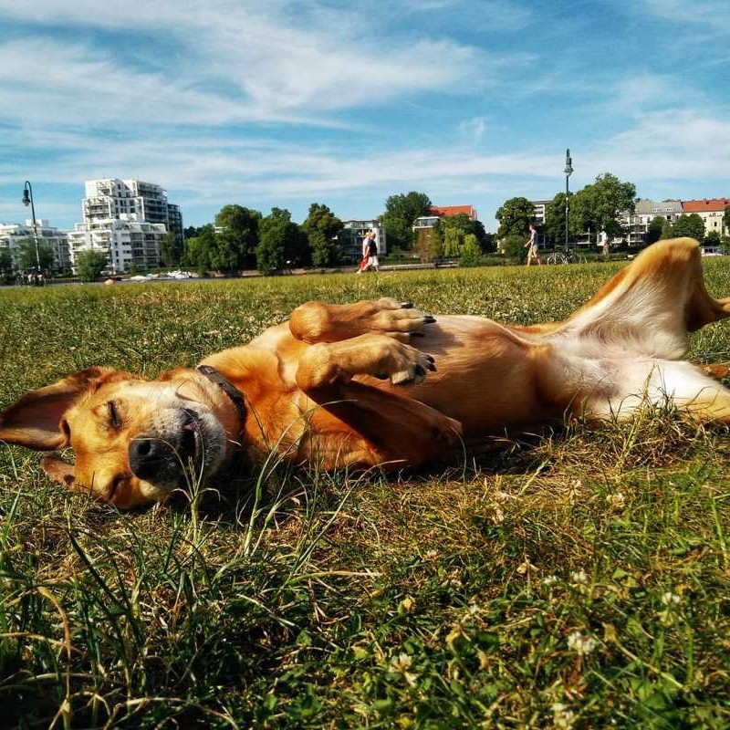 Dogsharing Berlin Maga Hund ausleihen HUNDELIEB