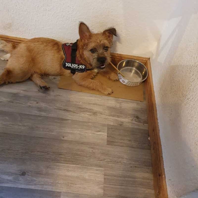 Dogsharing Berlin Ruby Hund ausleihen HUNDELIEB