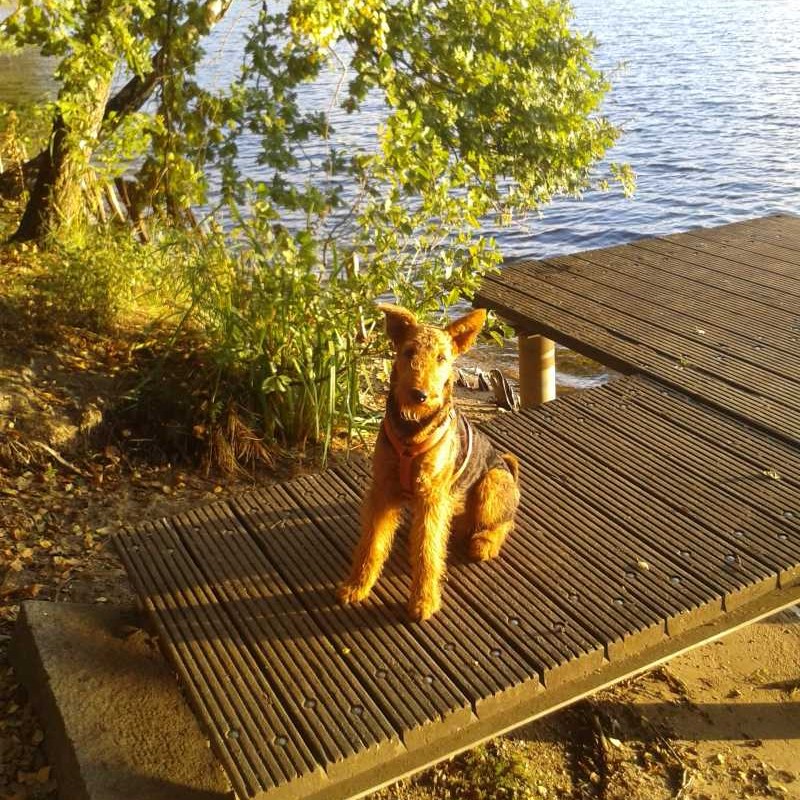 Dogsharing Duisburg Luke Hund ausleihen HUNDELIEB