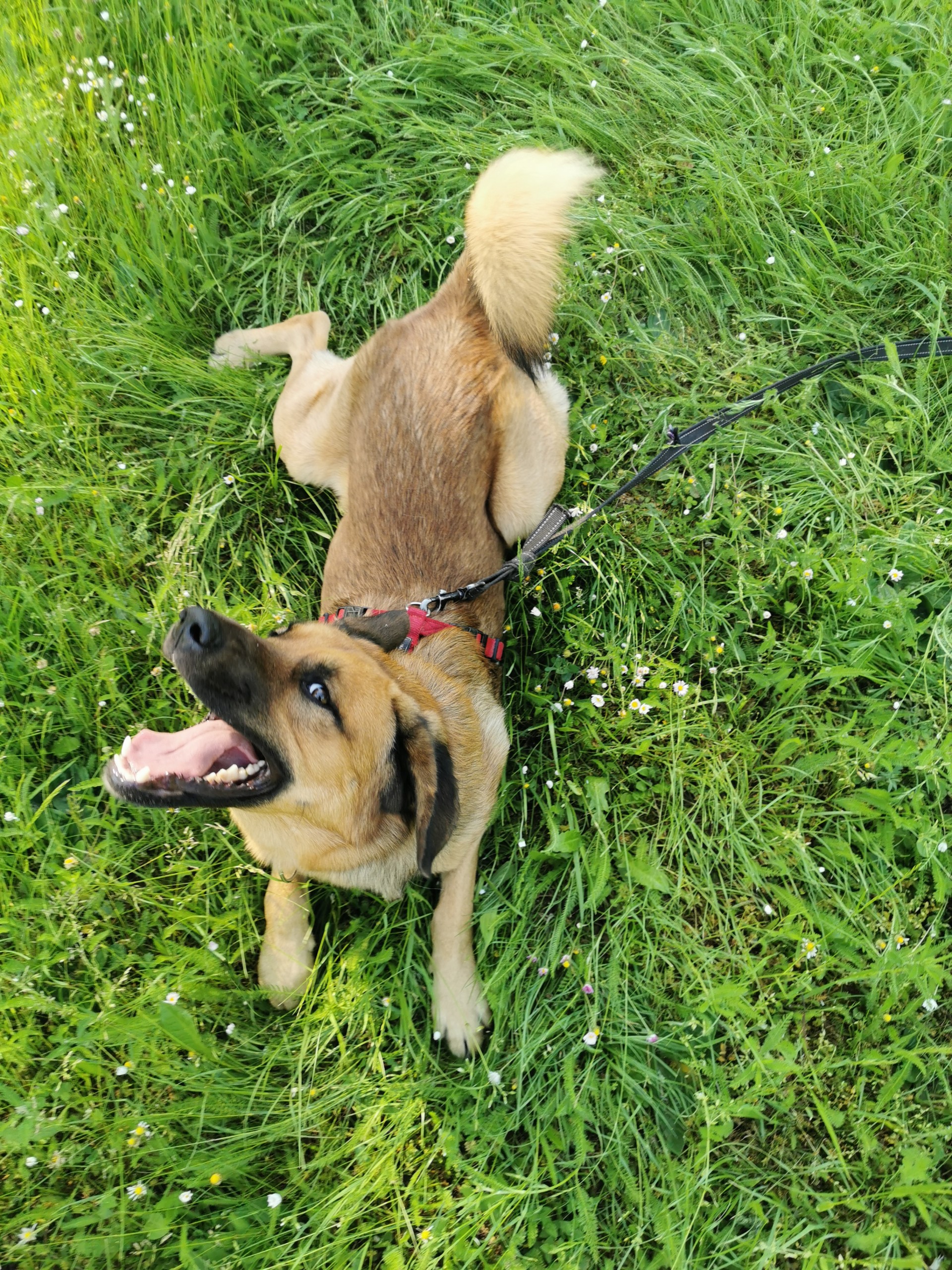 Dogsharing Würzburg Luke Hund ausleihen HUNDELIEB