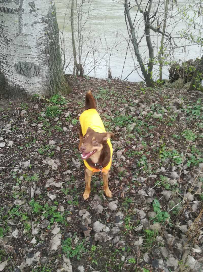 Dogsharing Würzburg Lola Hund ausleihen HUNDELIEB