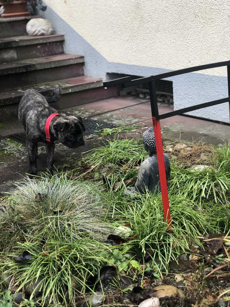 Dogsharing Nürnberg Terry Hund ausleihen HUNDELIEB